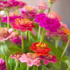 Meet your Posher, Leia